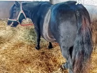 Yegua, American shetland pony — foto 1