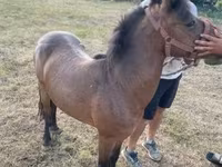 Cheval, Chevaux — photo 7