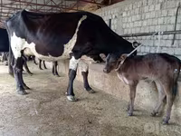 İnək, Russian Black pied cattle — foto 1