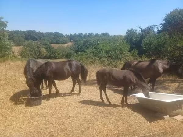 雌馬, Hucul pony — ハンガリー