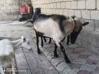 Jarac, Alpine goat — fotografija 1