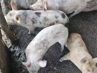 猪（批次，未指定性别）, Pigs — 照片 2