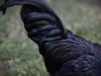 Australorp — Foto 2