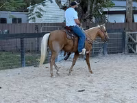 Pastuv, Quarter Horse — fotografija 2