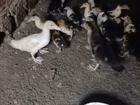 Nemački pekin — fotografija 1