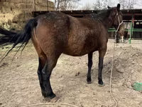 घोड़ी, Kazakh horse — फ़ोटो 6