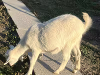 Echki, Saanen goat — 4-rasm