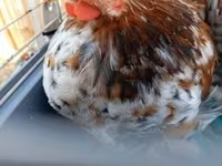 Pekin-Zwerg — Foto 3
