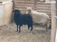كبش, الأغنام — الصورة 1