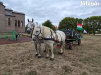 Kobila, Percheron — fotografija 8