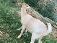 बकरी, Boer goat — फ़ोटो 2