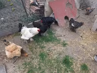 Chickens — zdjęcie 4
