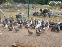 Guinea fowl — fotografija 3