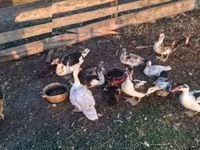 Ducks — Foto 3