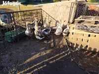 Geese — photo 1