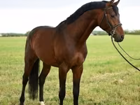 公马, Thoroughbred horse — 照片 1