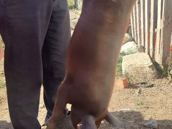 Vepar, Дюрок