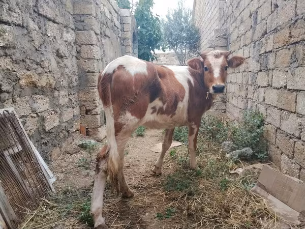 Vache, Simmental cattle