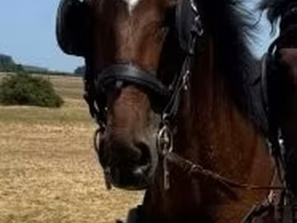 Cheval, Chevaux