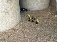 Ducks — الصورة 5