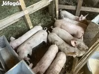 猪（批次，未指定性别）, Pigs — 照片 2