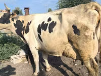 İnək, Swiss cattle — foto 5