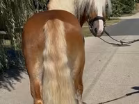 Hengst, Haflinger — Foto 1