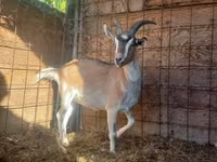 Goat, Goats — photo 3