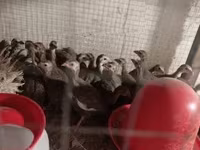 Guinea fowl — zdjęcie 3
