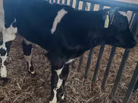 ثور, Russian Black pied cattle — الصورة 2