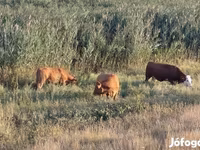 Krava, Simmental cattle — fotografija 1