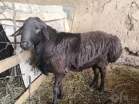 Qoʻchqor, Hissar sheep — 1-rasm