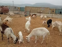 Koza, Saanen goat — fotografija 4