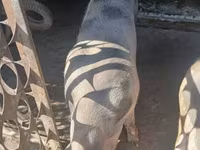 Cerdos (lote, sexo no especificado), Cerdos — foto 3