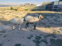 Ovan, Arabi sheep — fotografija 2
