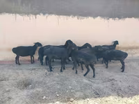 Ovelha, Ovelhas — foto 3