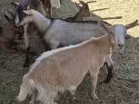 تيس, Alpine goat — الصورة 2