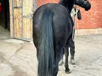 Kobyła, Akhal-Teke — zdjęcie 5