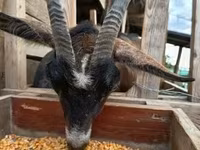 Коза, Alpine goat — фото 3