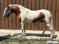 Caballo, Caballos — foto 1