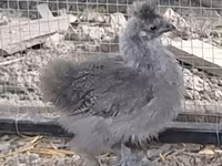 Silkie — foto 2