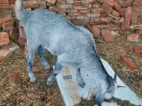 Ziege, Nubian Goat — Foto 3