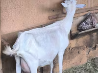 Chèvre, Alpine goat — photo 3