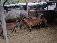 Brebis, Cameroon sheep — photo 4