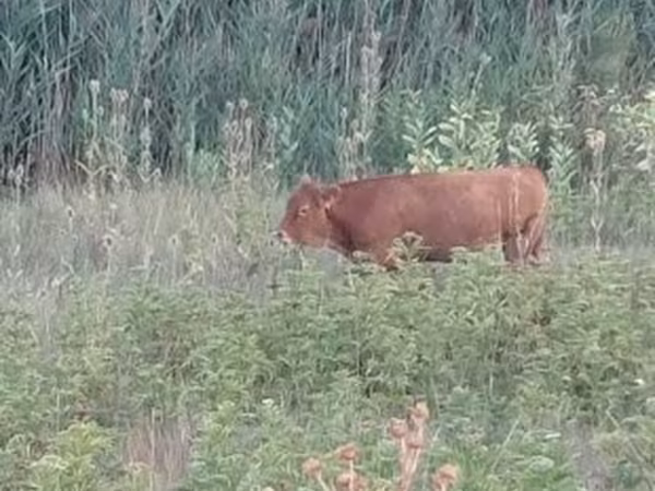 母牛, Limousin cow