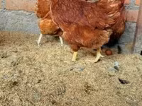 Chickens — Foto 3