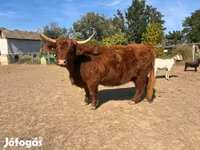 Vaca, Highland — foto 2