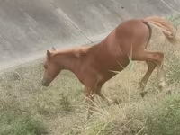 Pastuv, Azerbaijan horse — fotografija 2