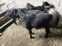 Qoç, Hissar sheep — foto 2