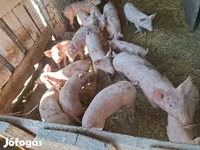 猪（批次，未指定性别）, Pigs — 照片 3